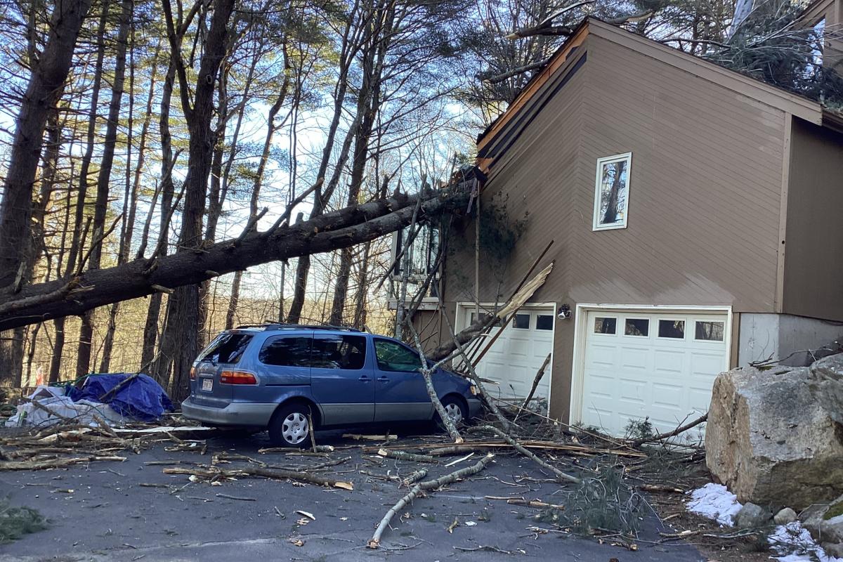 Tree through a home on Cold Harbor