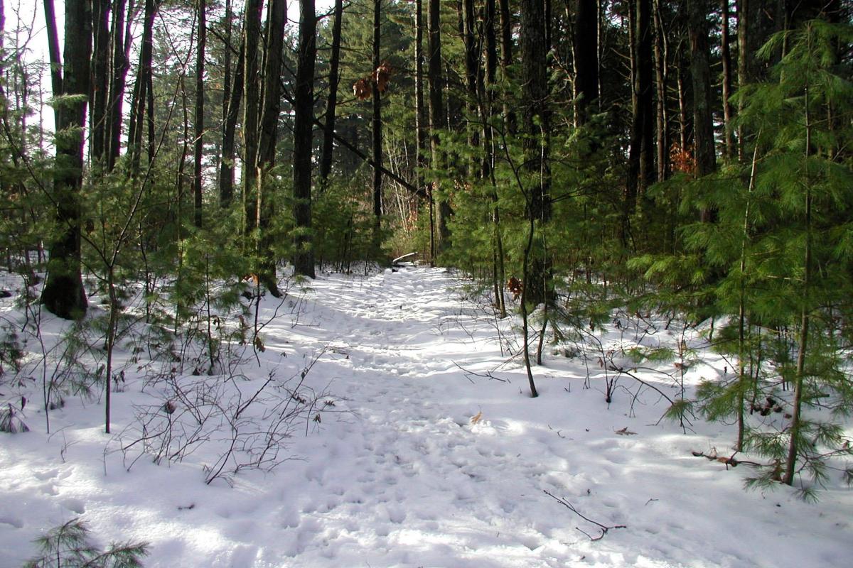 Snow covered trail.