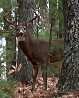 Buck Spotted at the top of Edmund Hill (2021)